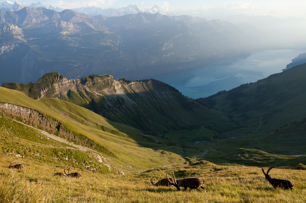 Blick vom Brienzer Rothorn auf den Brienzersee