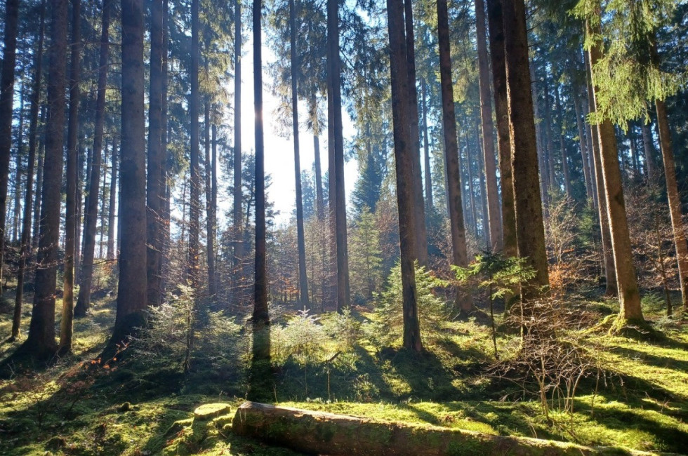Bild des Waldes aus dem Projekt